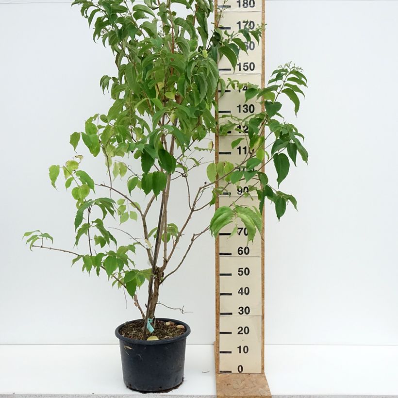 Amostra de Heptacodium miconioides Vaso de 20 L/25 L tal como entregue no verão