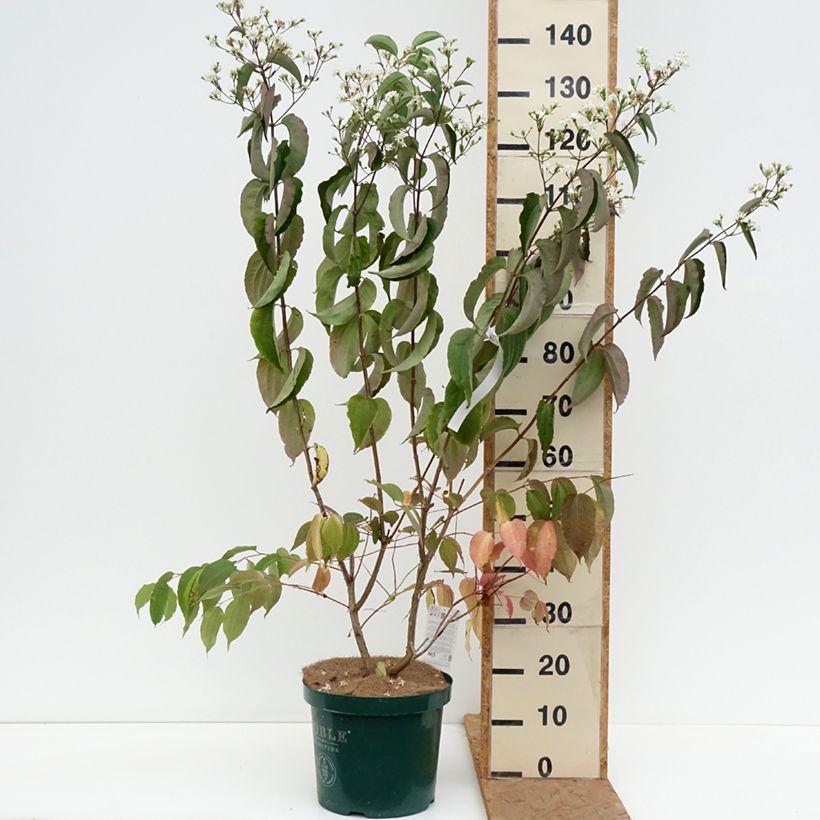 Amostra de Heptacodium miconioides Vaso de 7,5 L/10 L tal como entregue no outono