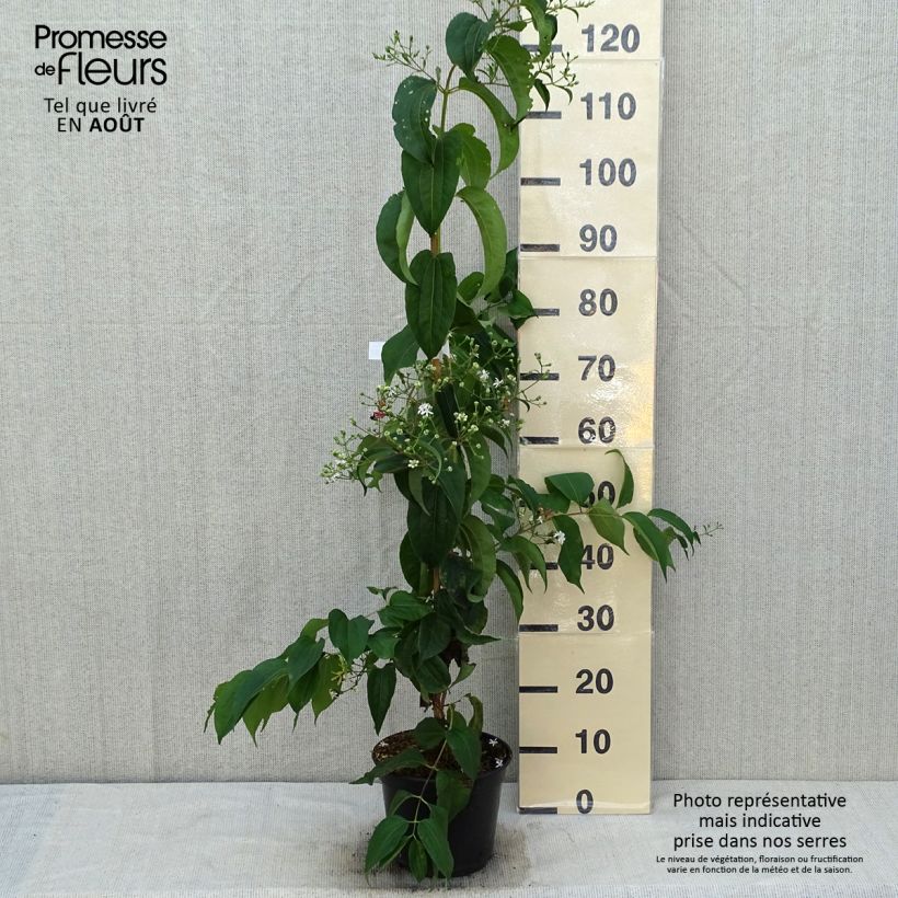 Amostra de Heptacodium miconioides Temple of Bloom Vaso de 4 L/5 L tal como entregue no verão