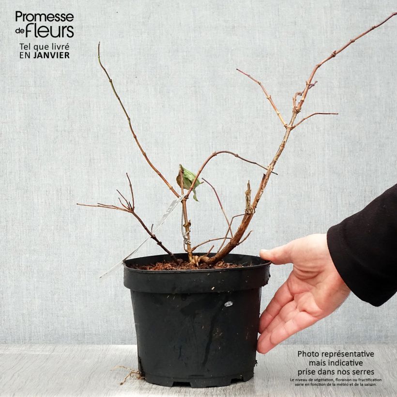 Amostra de Heptacodium miconioides Tianshan - Arbre aux 7 fleurs Vaso de 3 L/4 L tal como entregue no inverno