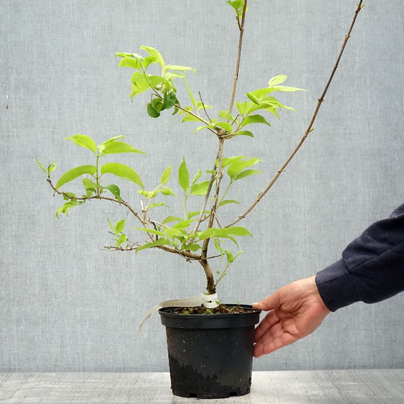 Amostra de Heptacodium miconioides Tianshan Vaso de 3 L/4 L tal como entregue na primavera