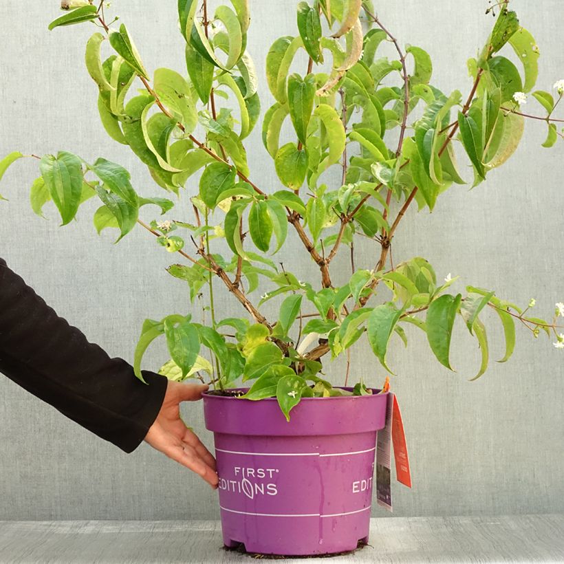 Amostra de Heptacodium miconioides Tianshan Vaso de 7,5 L/10 L tal como entregue no outono