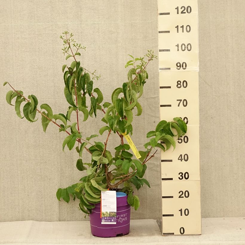 Amostra de Heptacodium miconioides Tianshan Vaso de 7,5 L/10 L tal como entregue no verão