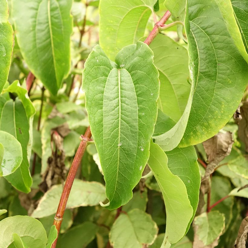 Heptacodium miconioides Tianshan (Folhagem)