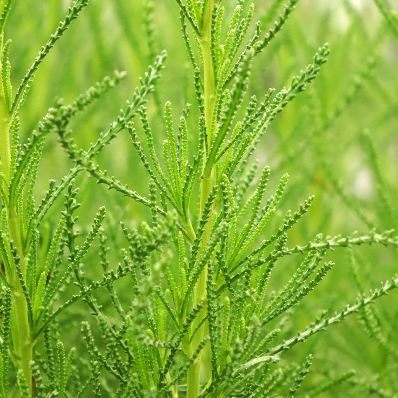 Marcetão - Santolina viridis (Folhagem)