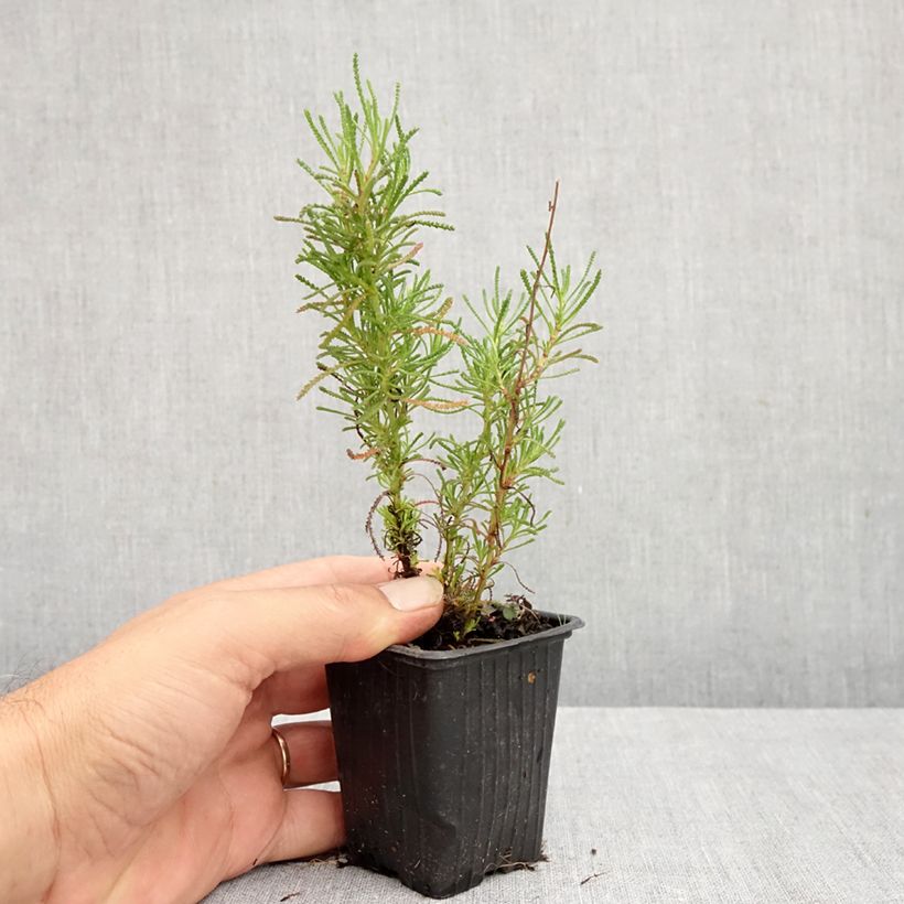 Amostra de Marcetão - Santolina viridis Vaso de 8/9 cm tal como entregue no verão