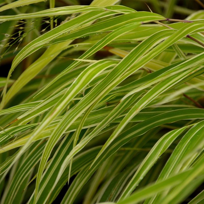Hakonechloa macra Albostriata (Folhagem)