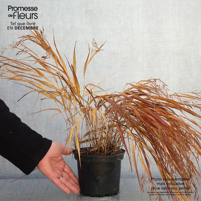Amostra de Herbe du Japon - Hakonechloa macra Albostriata Pot de 2L/3L tal como entregue no outono