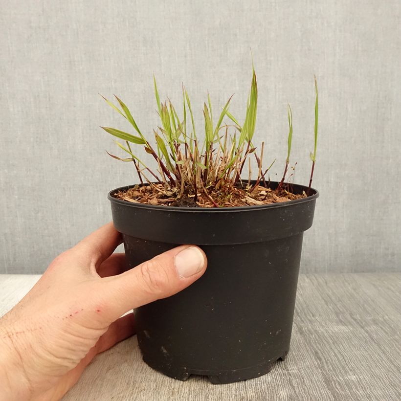 Amostra de Hakonechloa macra Albostriata Vaso de 2 L/3 L tal como entregue na primavera