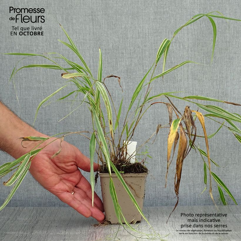 Amostra de Hakonechloa macra Albostriata Vaso de 8/9 cm tal como entregue no outono