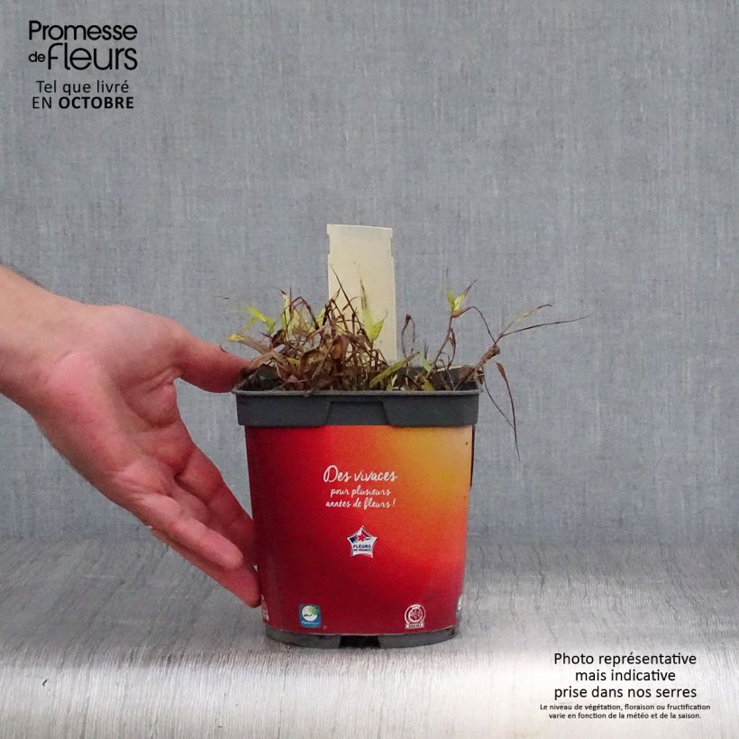 Amostra de Hakonechloa macra All Gold Vaso de 2 L/3 L tal como entregue no outono