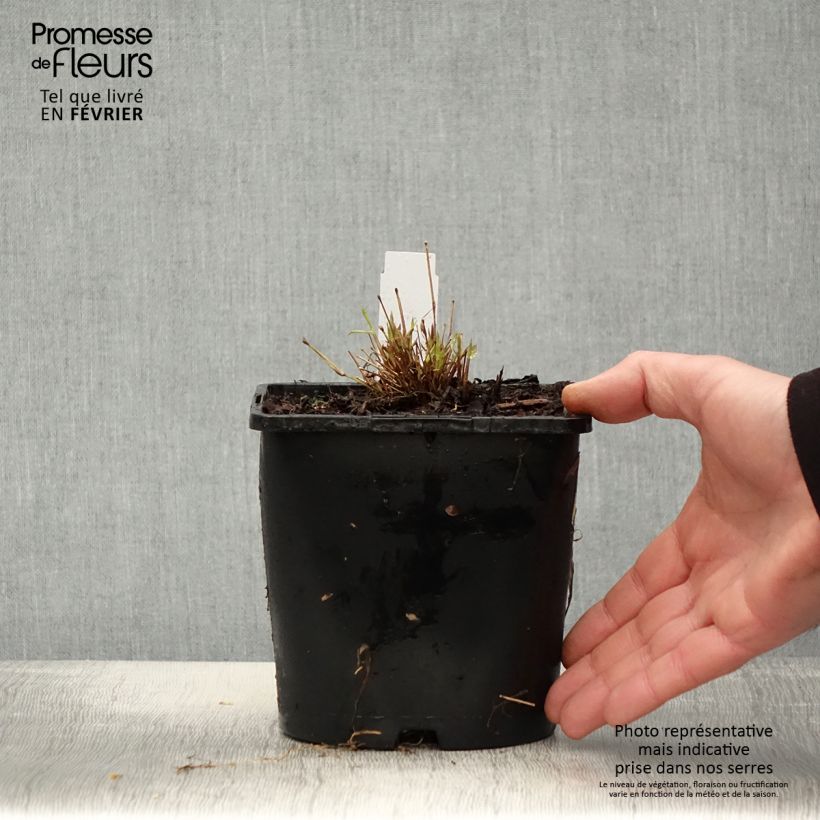 Amostra de Hakonechloa macra All Gold Vaso de 2 L/3 L tal como entregue no inverno