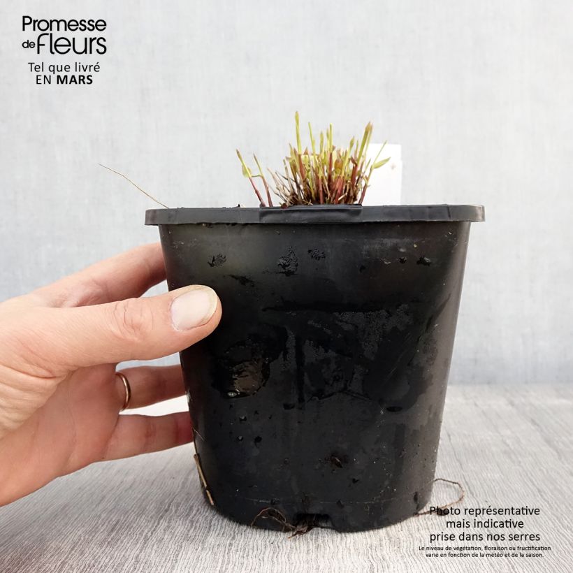 Amostra de Hakonechloa macra All Gold Vaso de 2 L/3 L tal como entregue na primavera