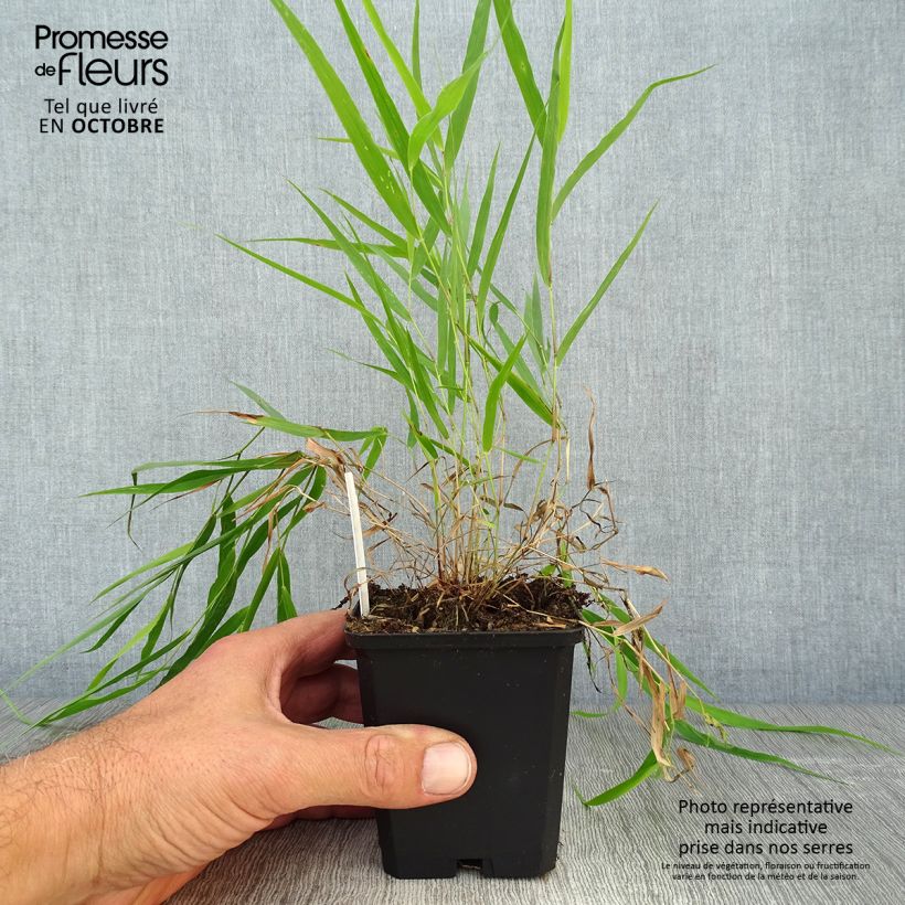 Amostra de Hakonechloa macra Vaso de 8/9 cm tal como entregue no outono