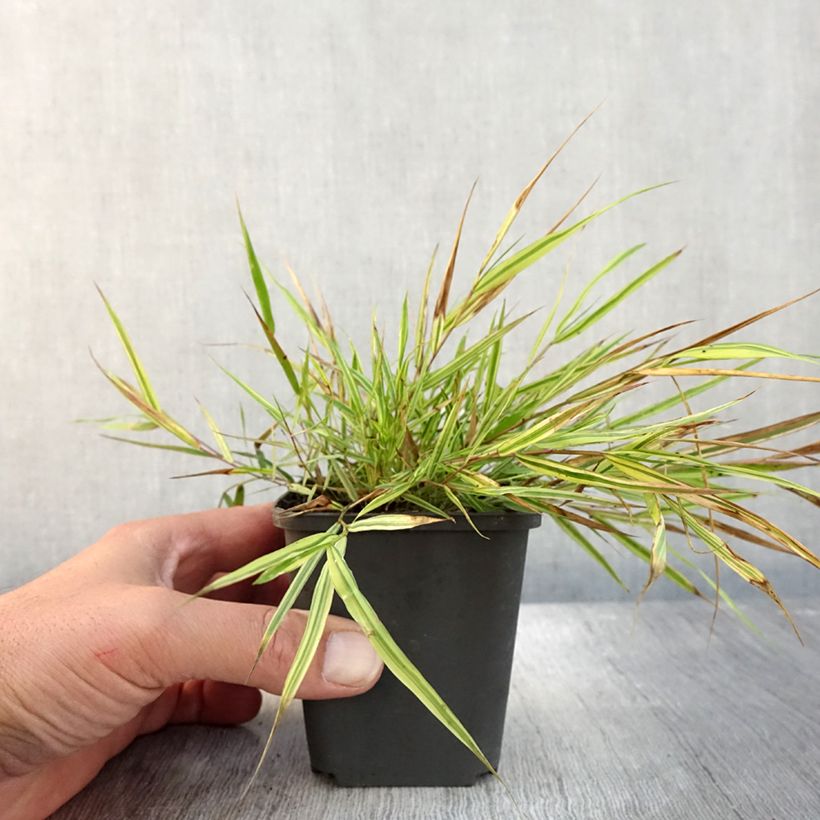 Amostra de Hakonechloa macra Mulled Wine Vaso de 8/9 cm tal como entregue no outono
