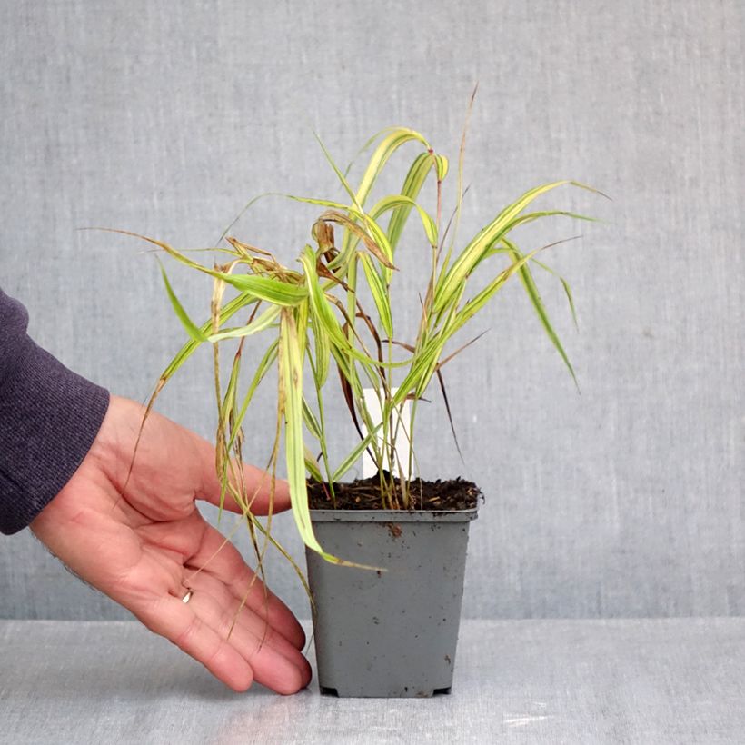 Amostra de Hakonechloa macra Naomi Vaso de 8/9 cm tal como entregue no outono