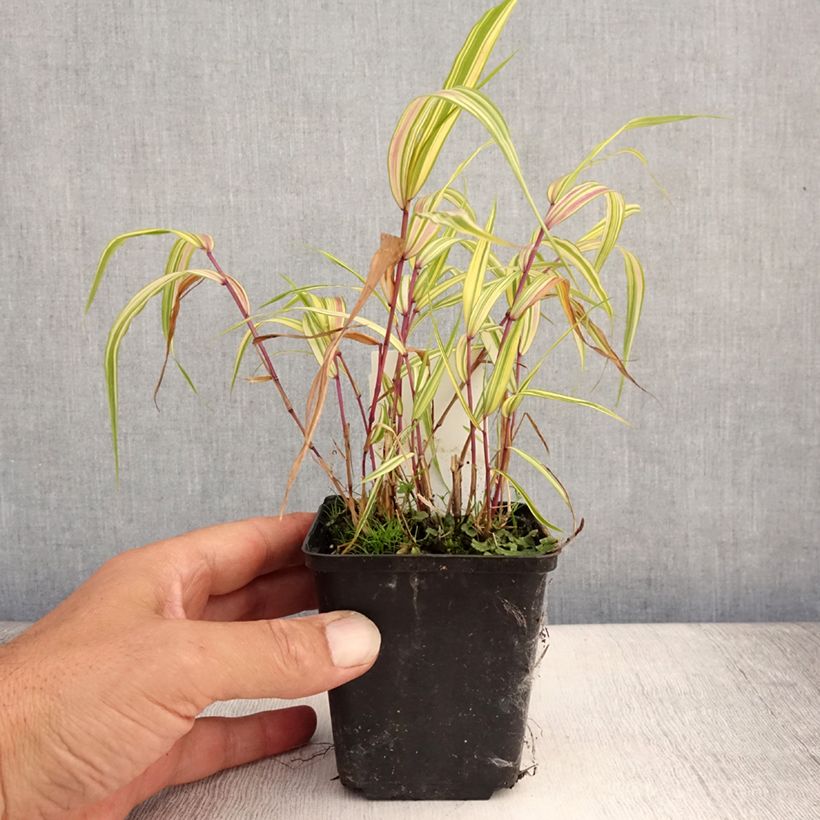 Amostra de Hakonechloa macra Naomi Vaso de 8/9 cm tal como entregue no verão