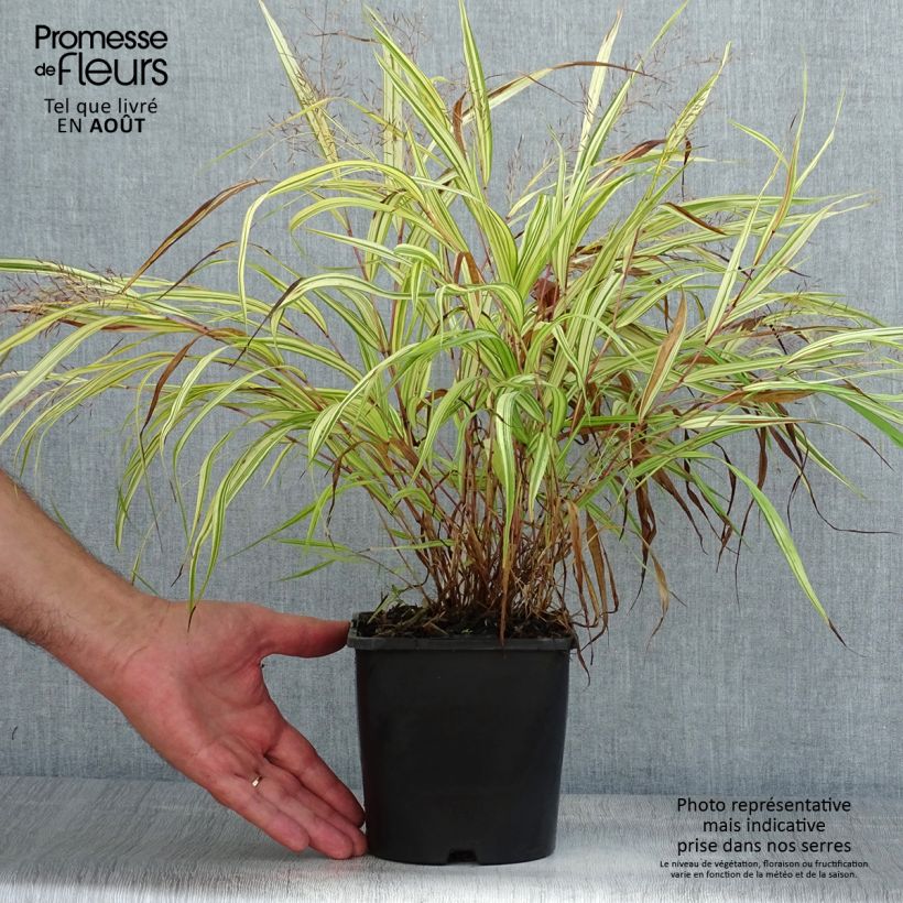 Amostra de Hakonechloa macra Naomi Vaso de 2 L/3 L tal como entregue no verão