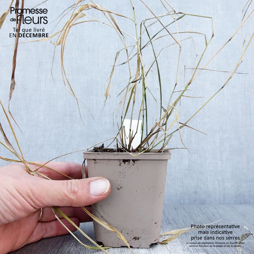 Amostra de Hakonechloa macra Nicolas Vaso de 8/9 cm tal como entregue no outono