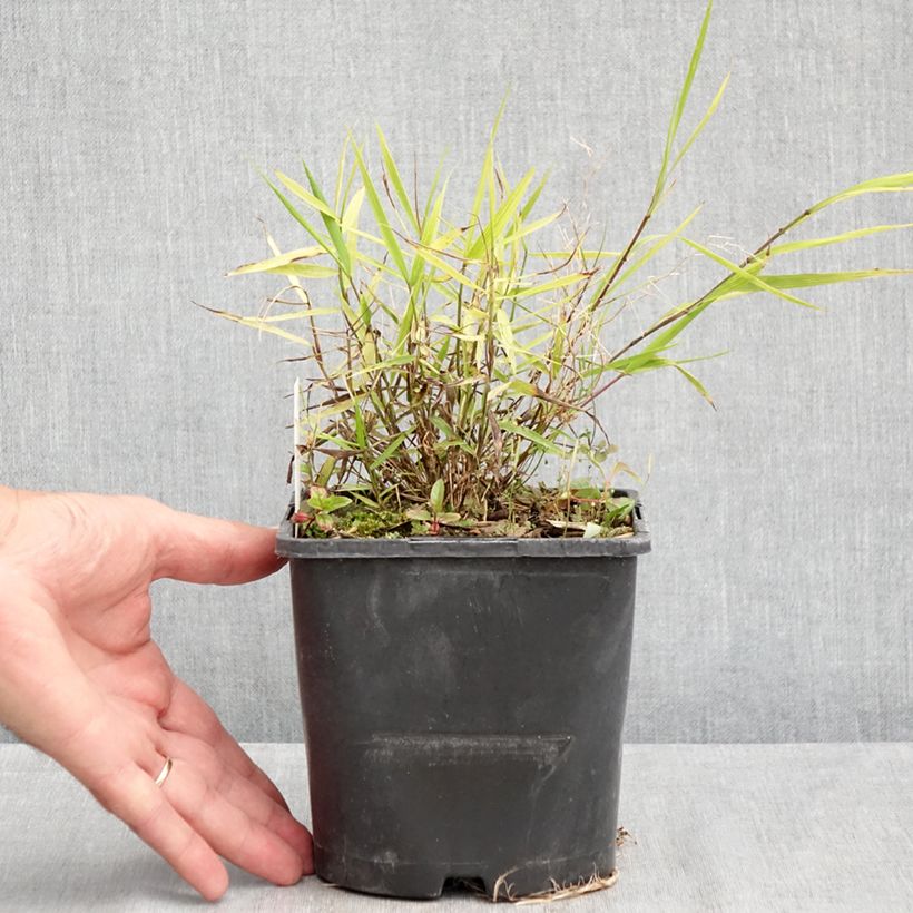 Amostra de Hakonechloa macra Nicolas Vaso de 2 L/3 L tal como entregue no verão