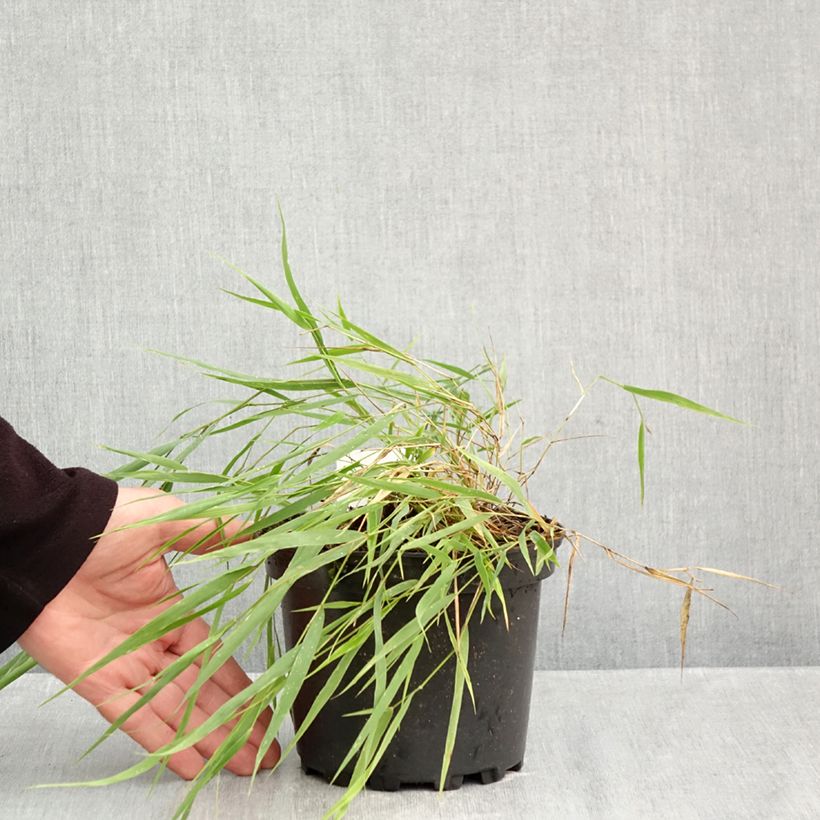 Amostra de Hakonechloa macra Vaso de 2 L/3 L tal como entregue no outono