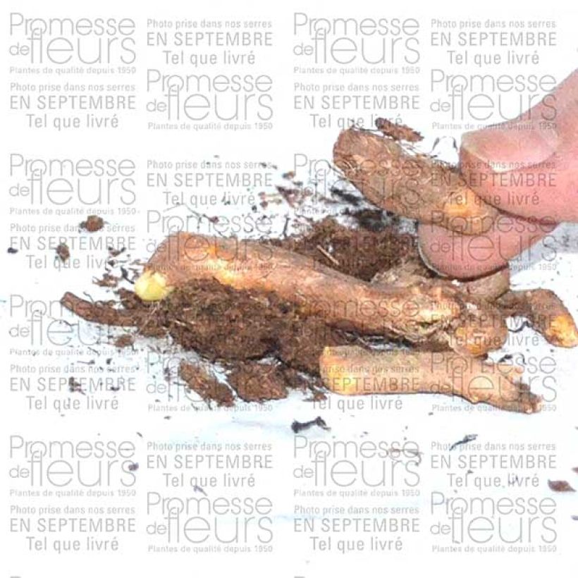 Exemplo de amostra de Hermodactylus tuberosus ou Iris tuberosa Bulbo tal como entregue