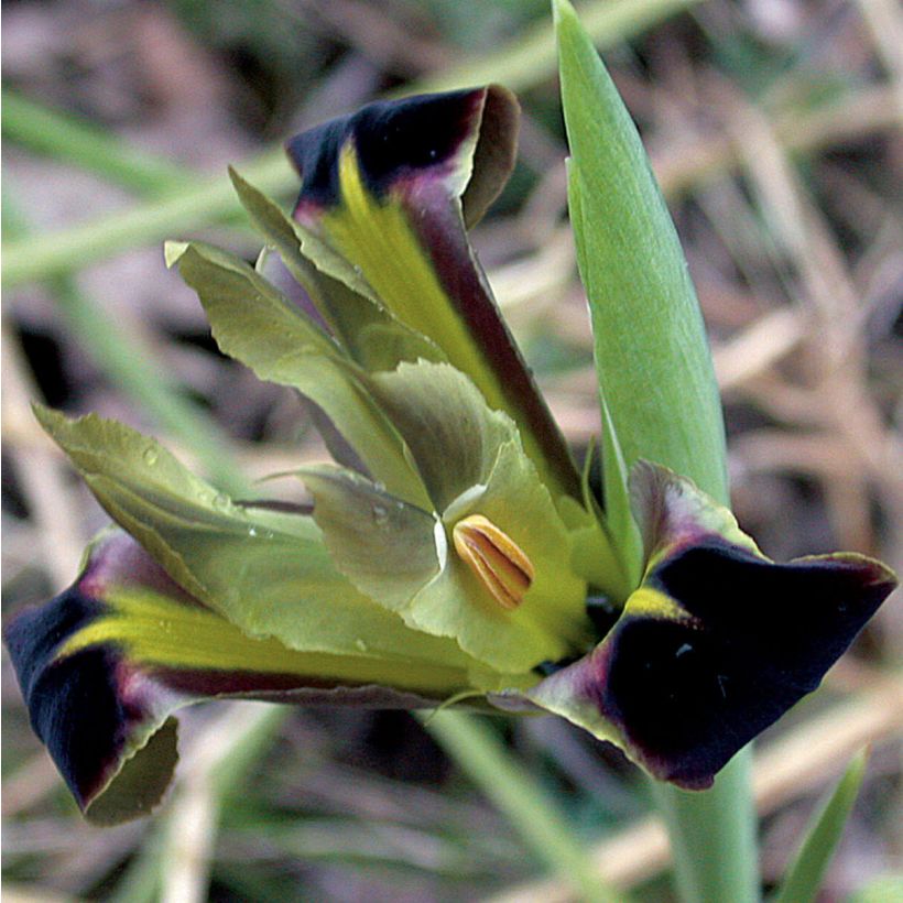 Iris tuberosus (Floração)