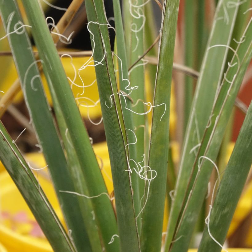Hesperaloe parviflora Arizona Sunrise (Folhagem)