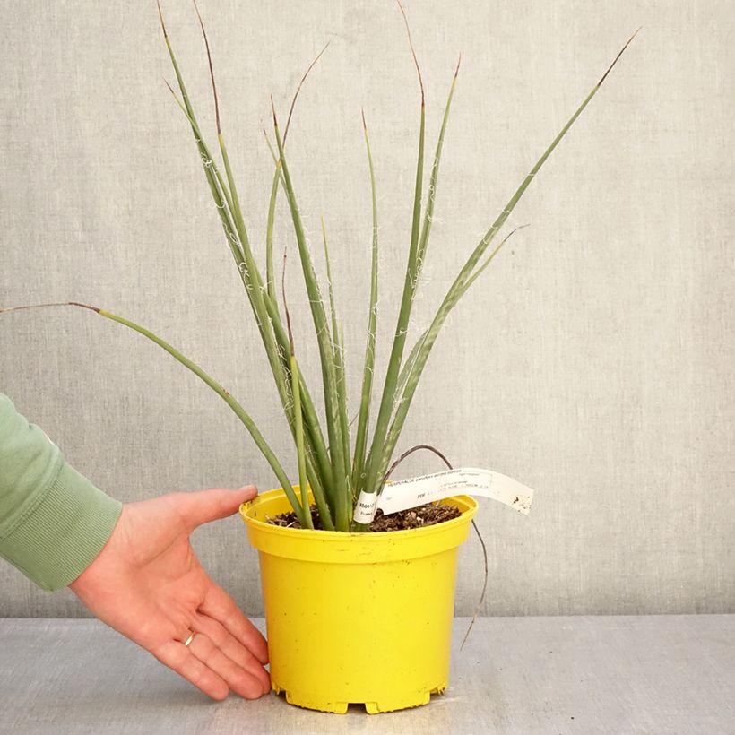 Amostra de Hesperaloe parviflora Arizona Sunrise Vaso de 3 L/4 L tal como entregue no inverno
