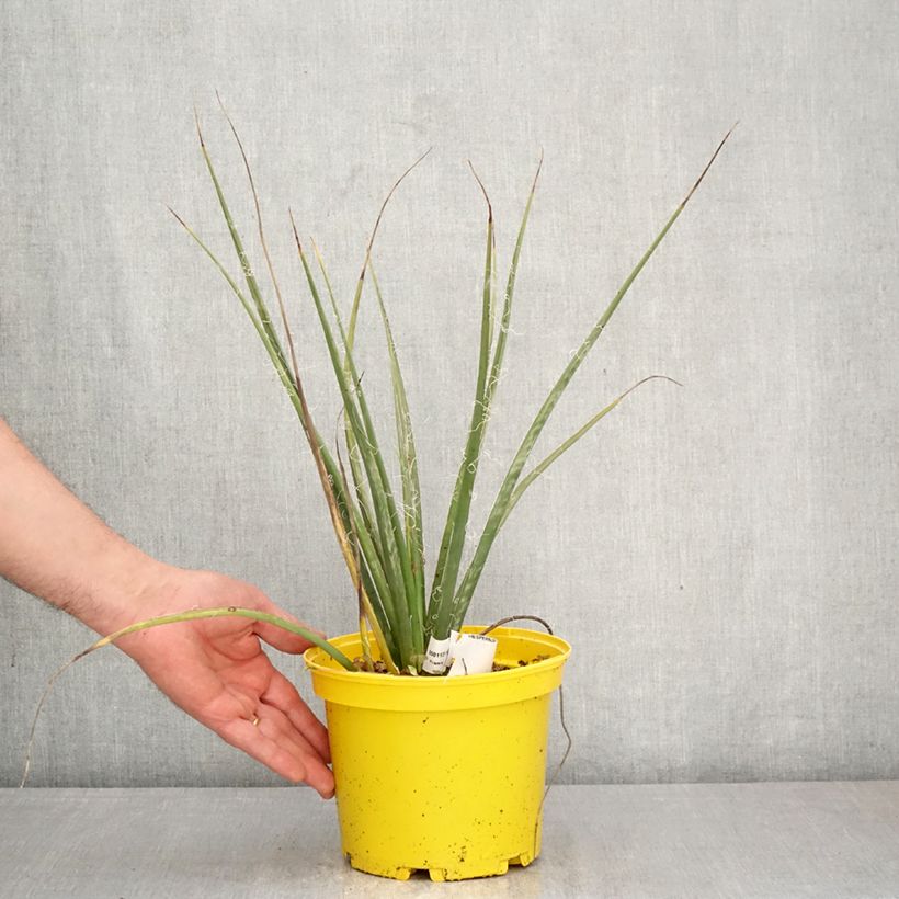 Amostra de Hesperaloe parviflora Arizona Sunrise Vaso de 3 L/4 L tal como entregue na primavera