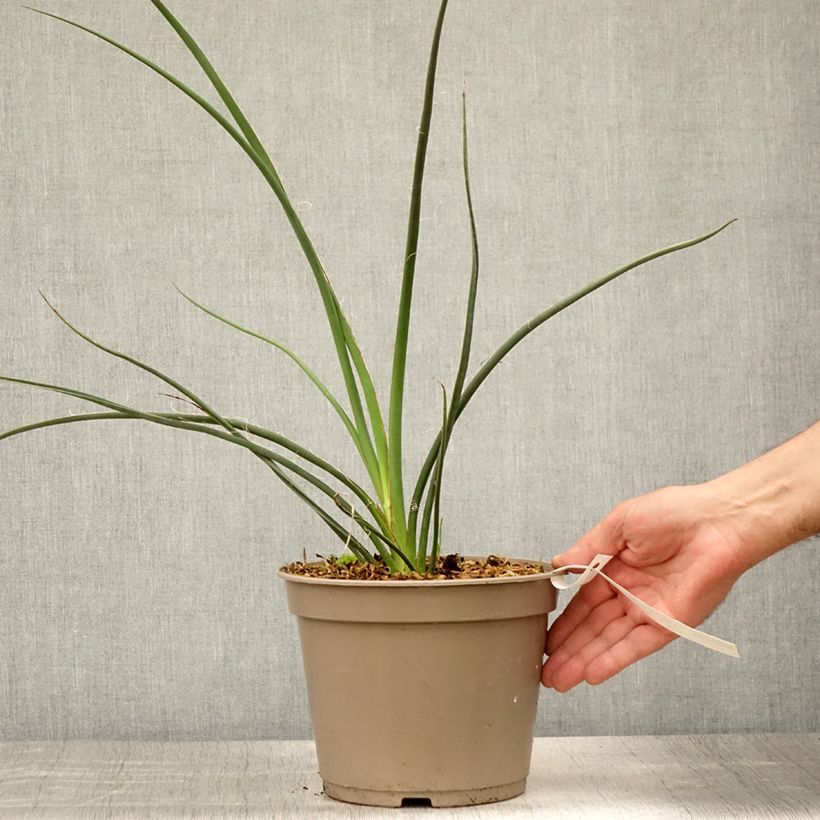 Amostra de Hesperaloe parviflora Rubra Vaso de 2 L/3 L tal como entregue no verão