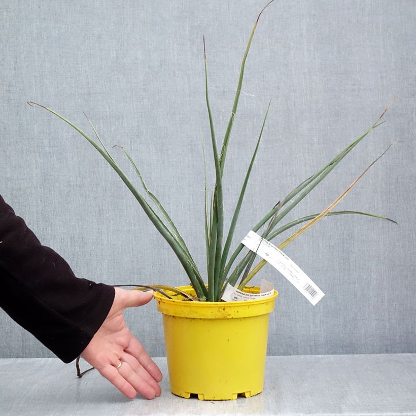 Amostra de Hesperaloe parviflora Yellow Sun Vaso de 3 L/4 L tal como entregue no outono