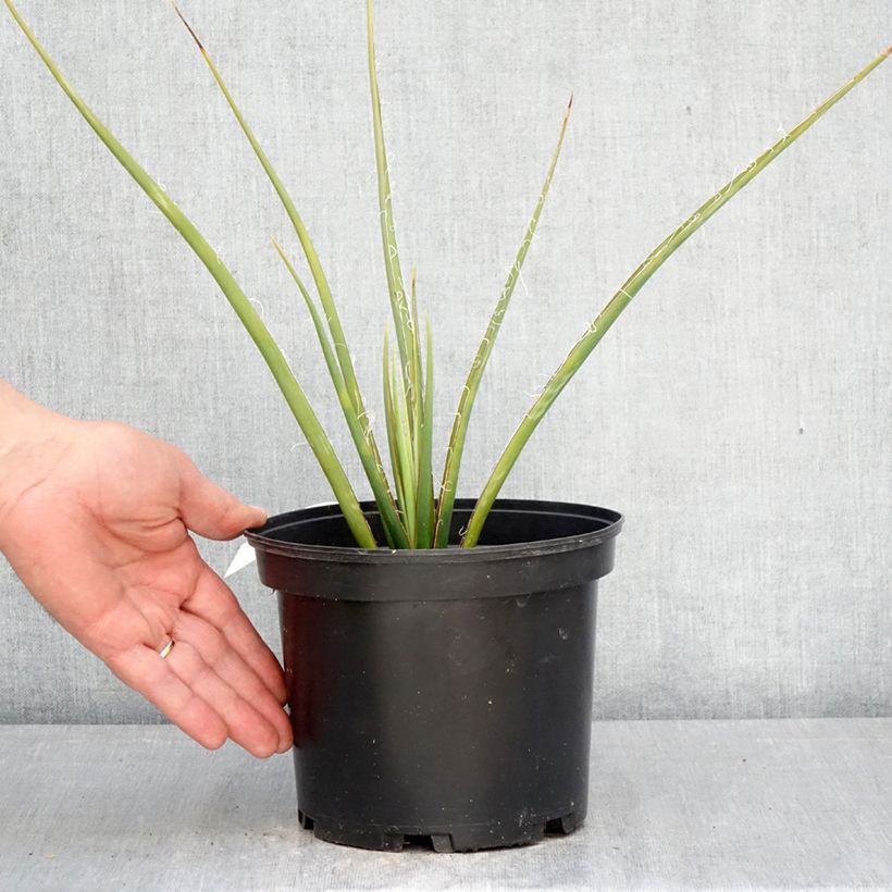 Amostra de Hesperaloe parviflora Yellow Sun Vaso de 3 L/4 L tal como entregue na primavera