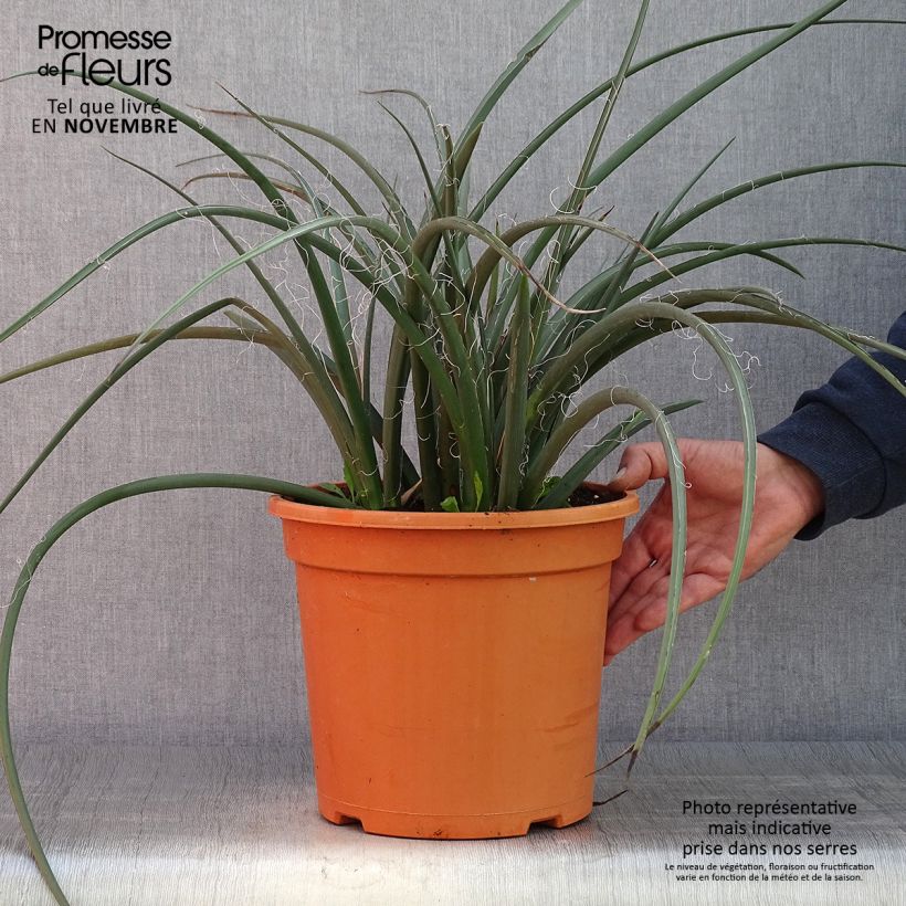 Amostra de Hesperaloe parviflora Vaso de 7,5 L/10 L tal como entregue no outono