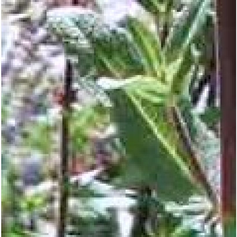 Hesperis matronalis Flore Pleno (Folhagem)