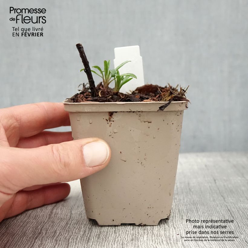 Amostra de Heterotheca villosa Golden Sunshine - Aster jaune Vaso de 8/9 cm tal como entregue no inverno