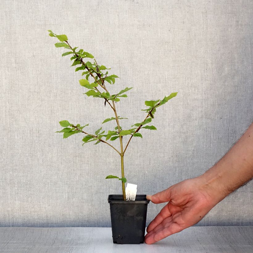 Amostra de Fagus sylvatica Vaso de 8/9 cm tal como entregue no verão