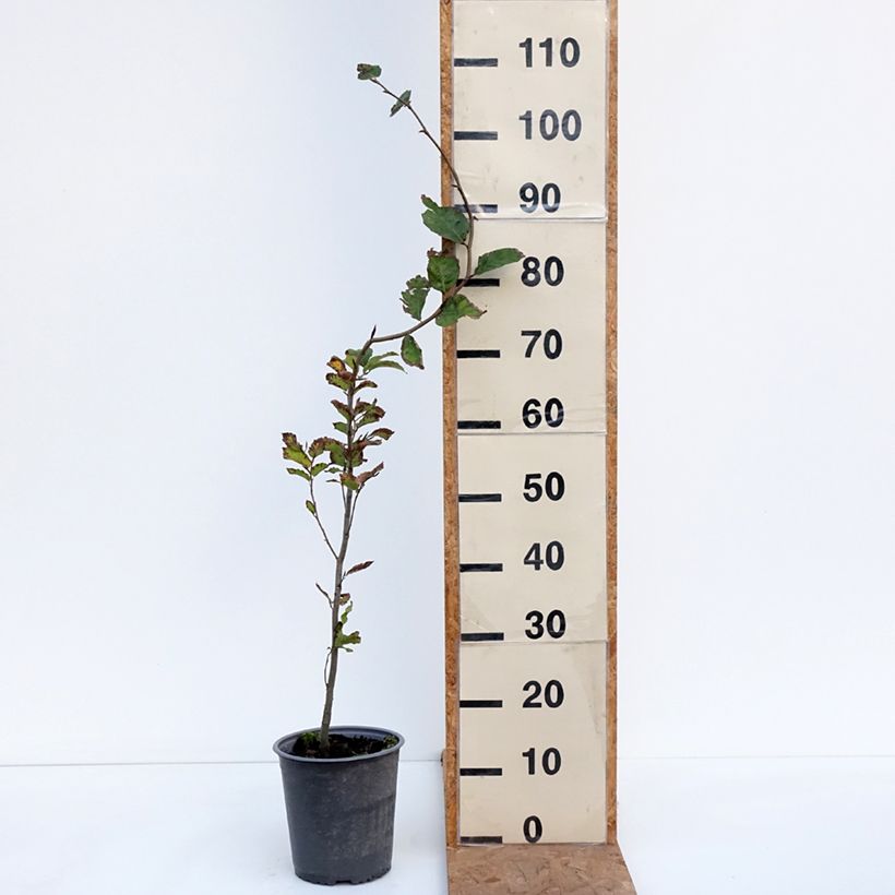 Amostra de Fagus sylvatica Vaso de 2 L/3 L tal como entregue no outono