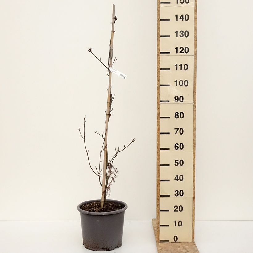 Amostra de Faia Riversii Vaso de 12 L/15 L tal como entregue no inverno