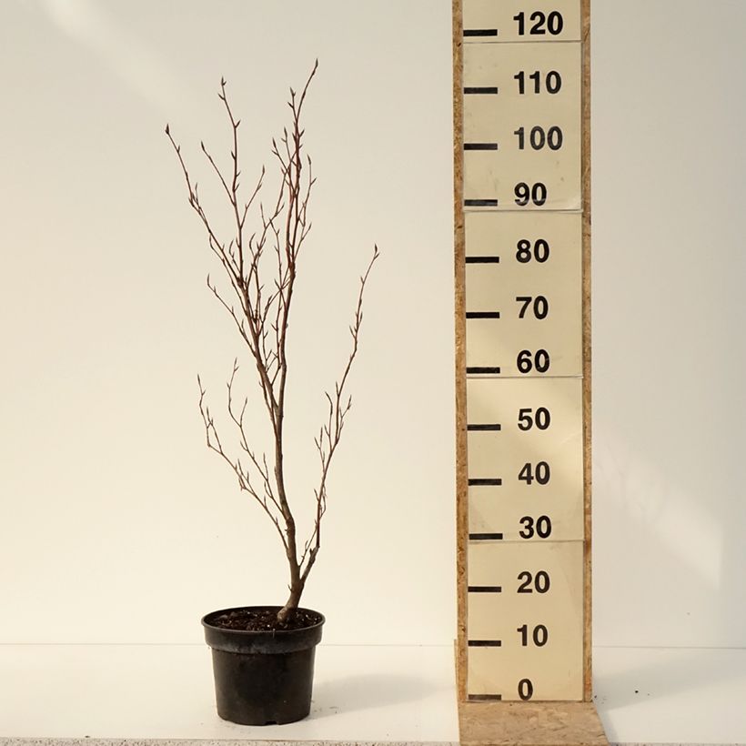 Amostra de Hêtre pourpre nain - Fagus sylvatica Purpurea Nana Pot de 7,5L/10L tal como entregue no inverno