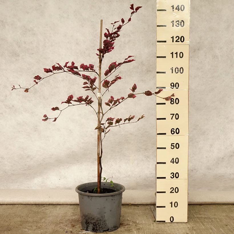 Amostra de Faia Purpurea Tricolor Vaso de 6 L/7 L tal como entregue no verão