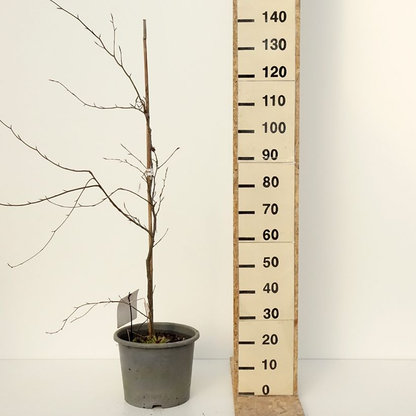 Amostra de Hêtre pourpre panaché - Fagus sylvatica Purpurea Tricolor Vaso de 6 L/7 L tal como entregue no inverno