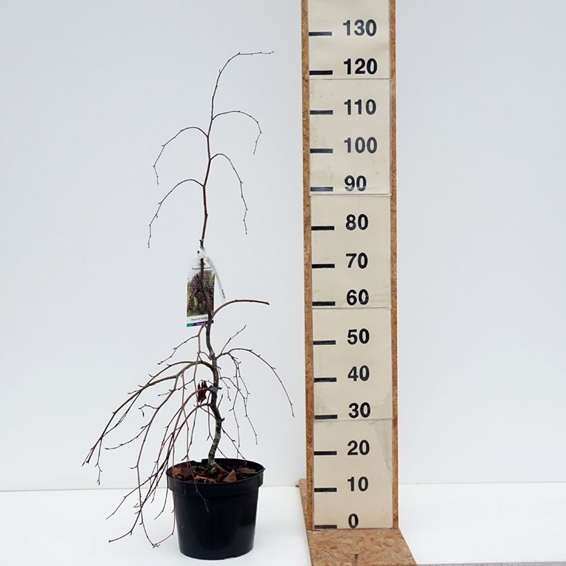 Amostra de Faia Purpurea Pendula Vaso de 7,5 L/10 L tal como entregue no outono