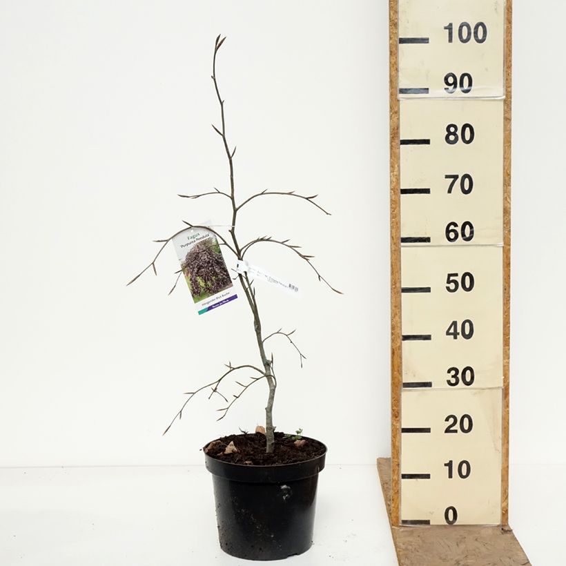Amostra de Faia Purpurea Pendula Vaso de 7,5 L/10 L tal como entregue na primavera