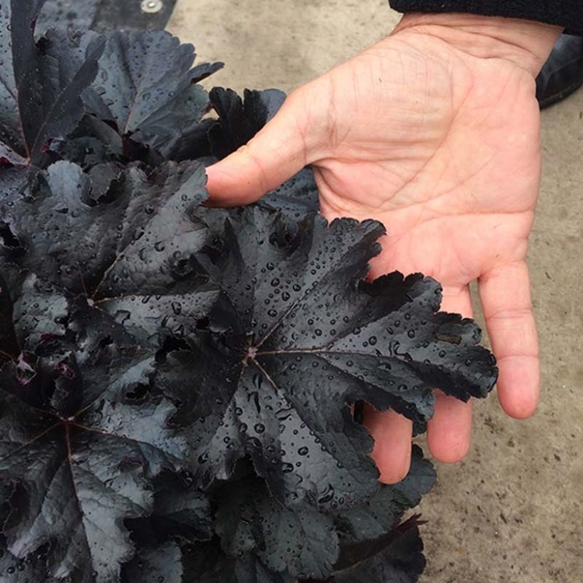 Heuchera Black Pearl (Folhagem)