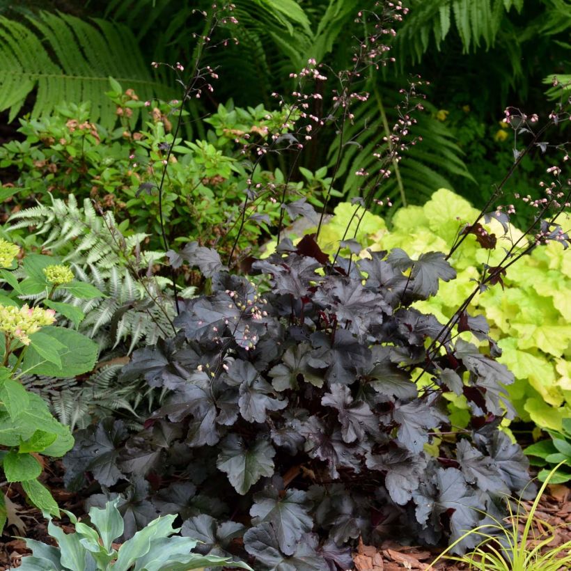 Heuchera Black Pearl (Hábito)