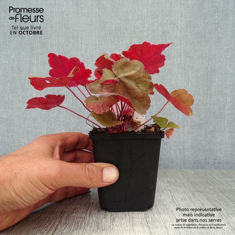 Amostra de Heuchera Caribbean Sea Vaso de 8/9 cm tal como entregue no outono