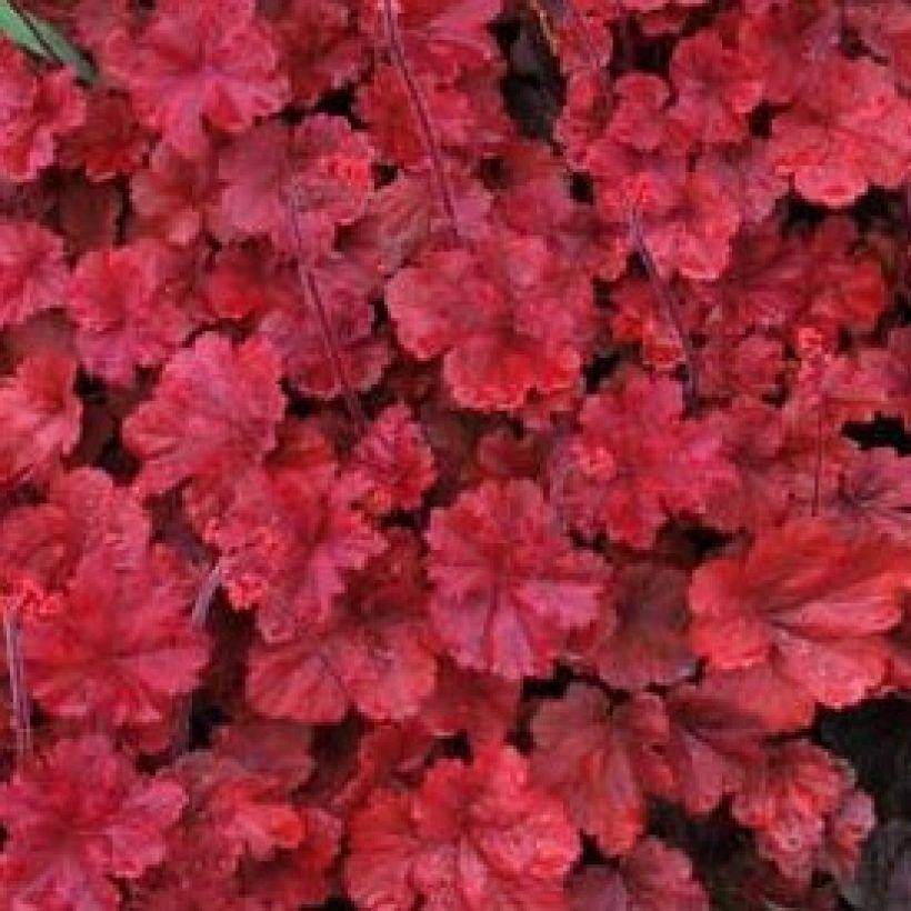 Heuchera Cherry Cola (Folhagem)