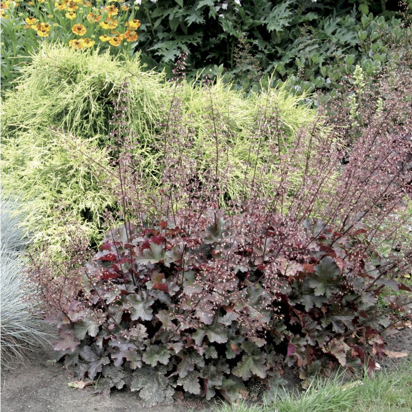 Heuchera Chocolate Ruffle (Hábito)