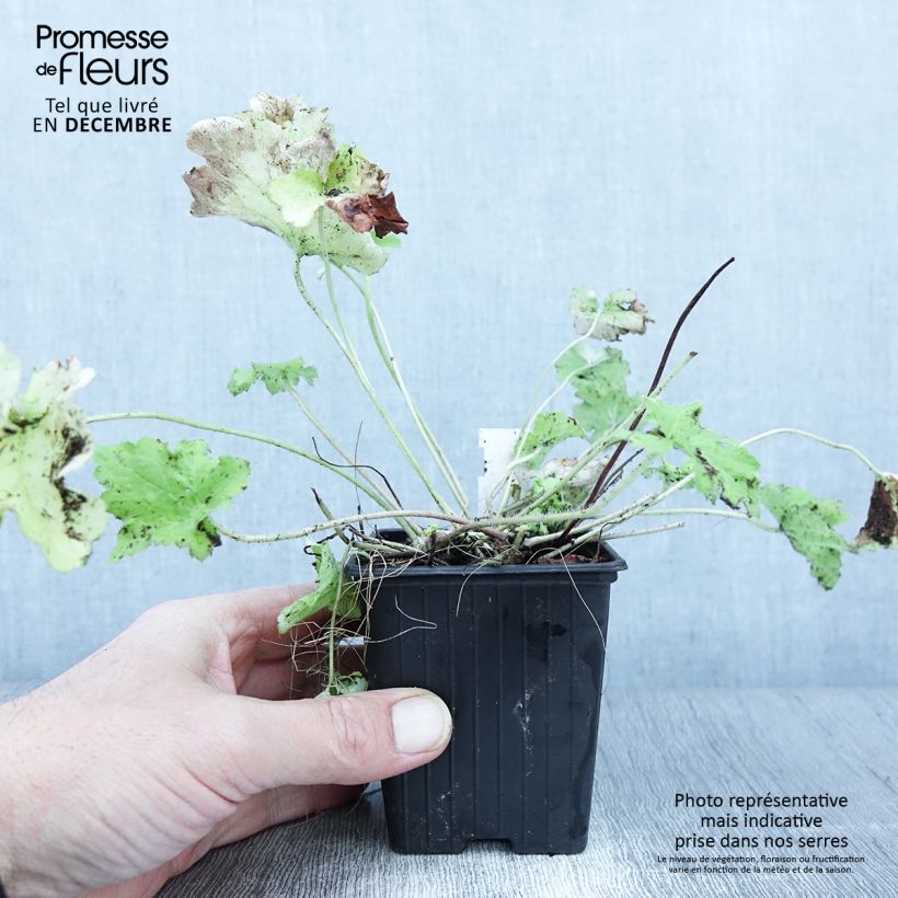 Amostra de Heuchera Citronelle Vaso de 8/9 cm tal como entregue no outono